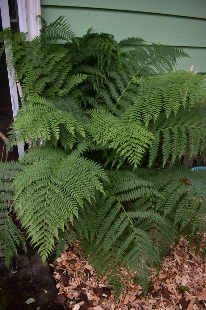 Lady Fern - Image 4