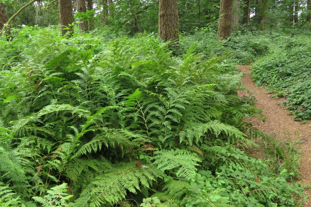 Lady Fern - Image 5