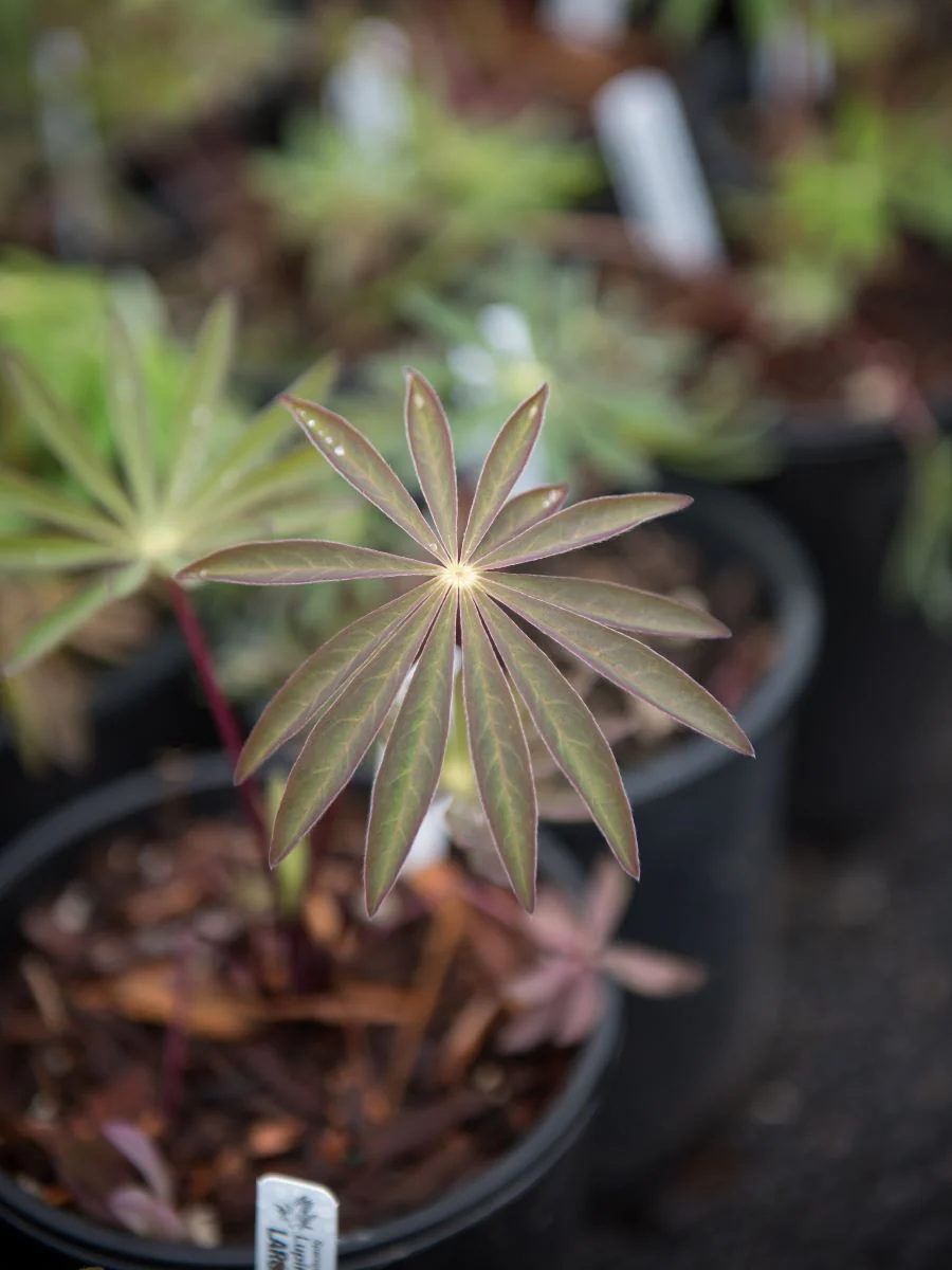 Large-leaved Lupine - Image 2
