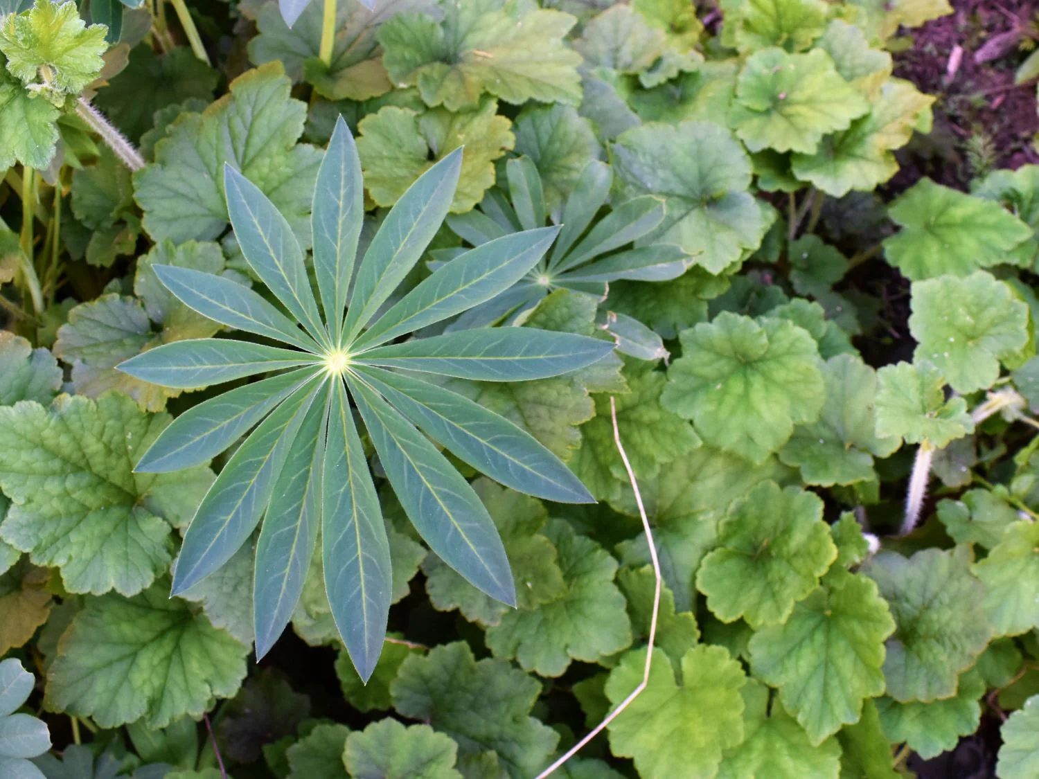 Large-leaved Lupine - Image 3