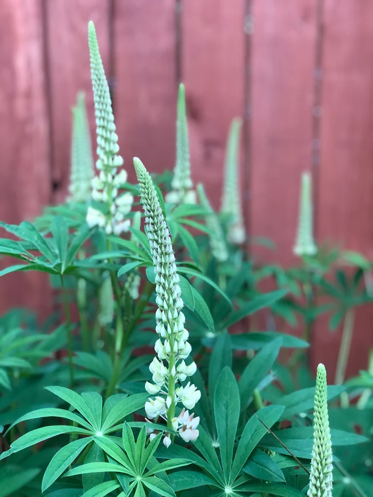 Large-leaved Lupine - Image 5