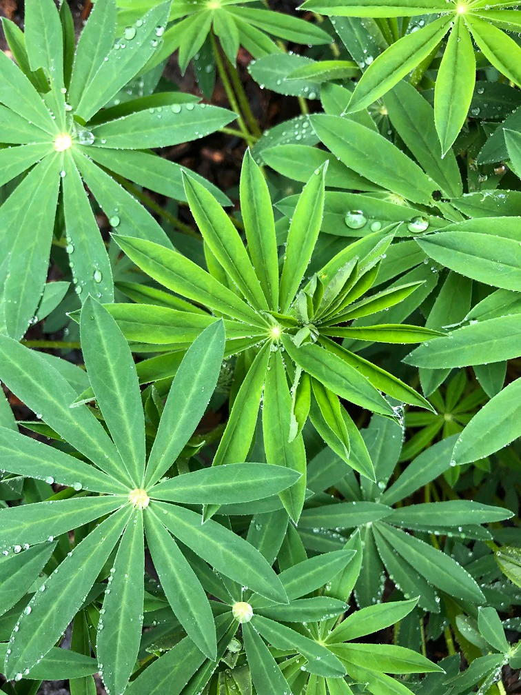 Large-leaved Lupine - Image 6