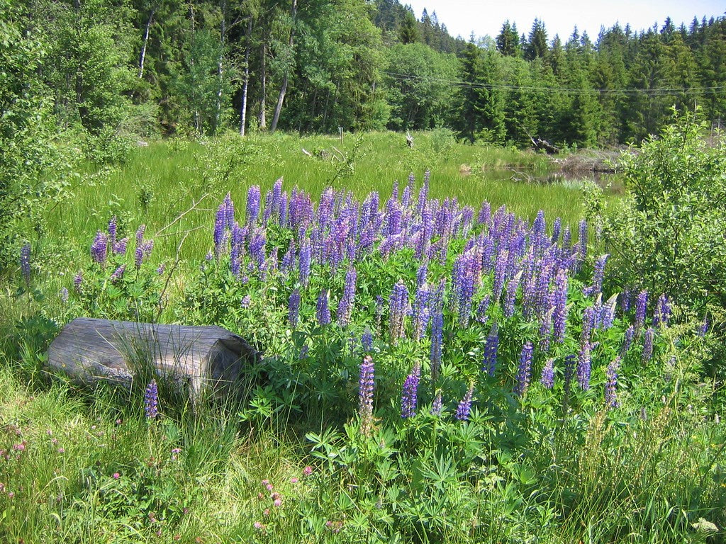 Large-leaved Lupine - Image 7