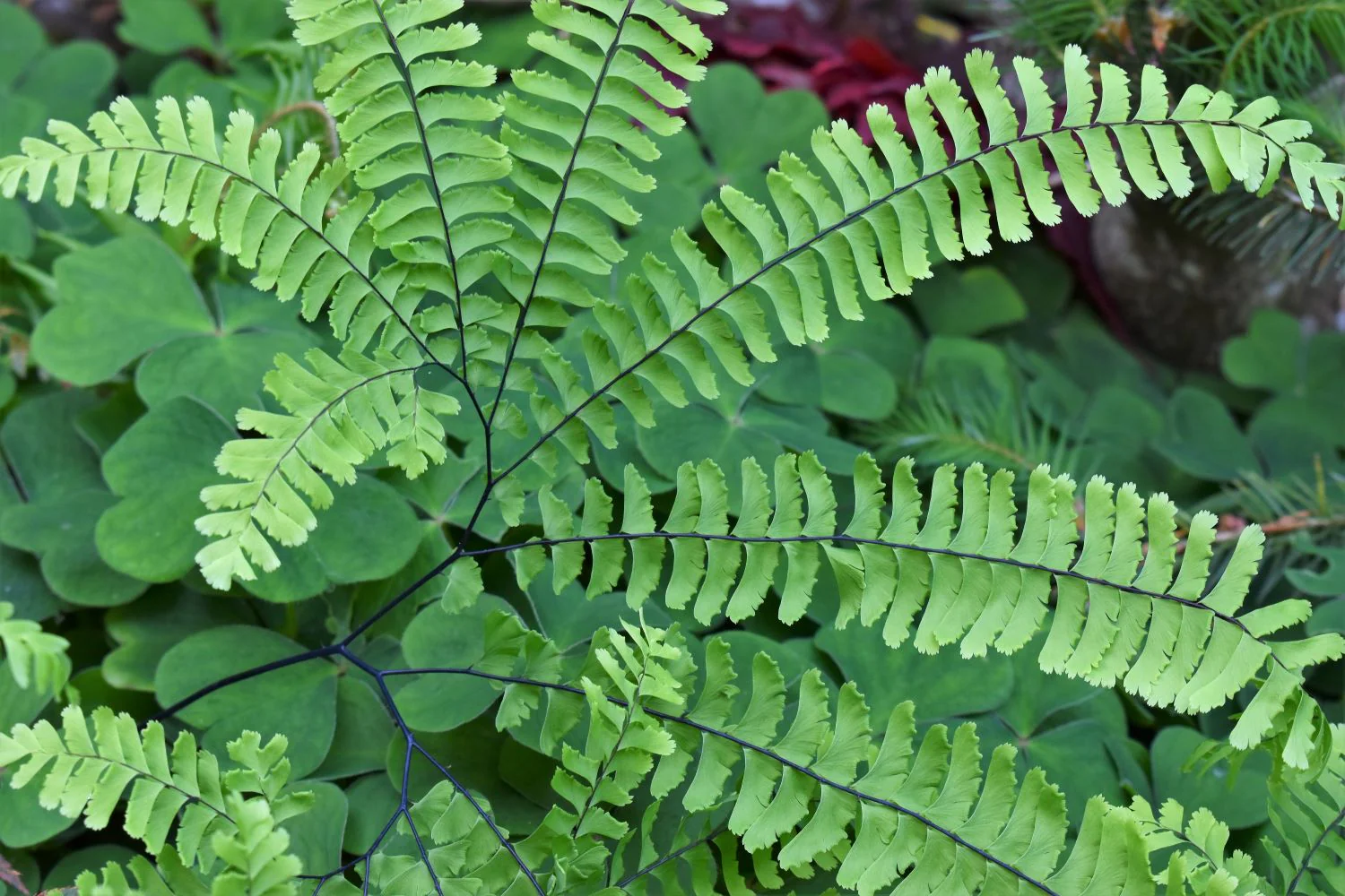 Maidenhair Fern - Image 2