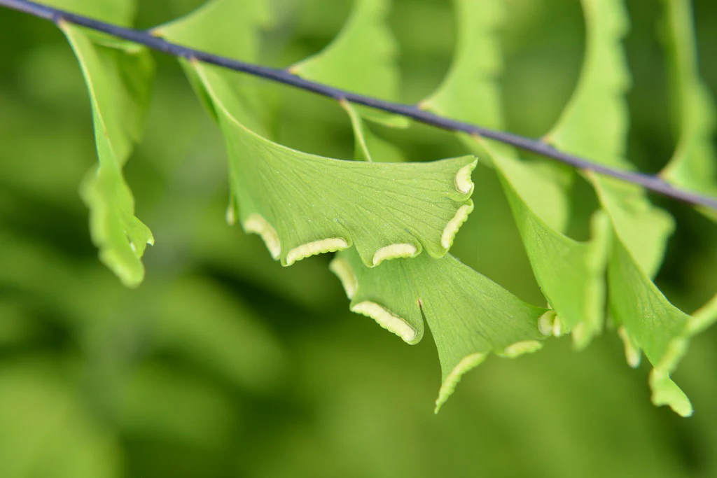 Maidenhair Fern - Image 3
