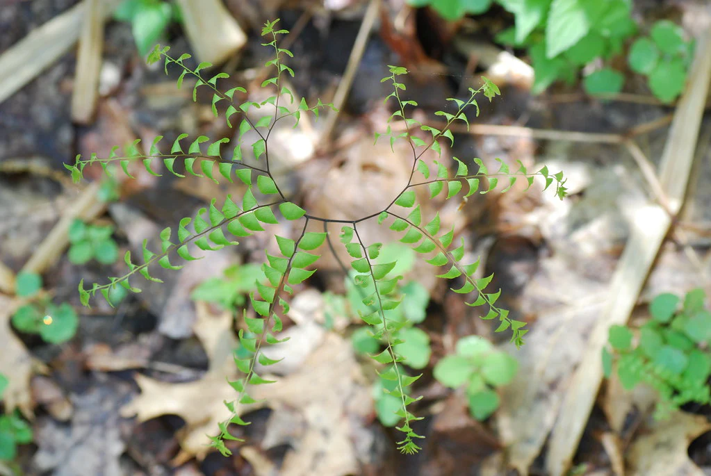 Maidenhair Fern - Image 4