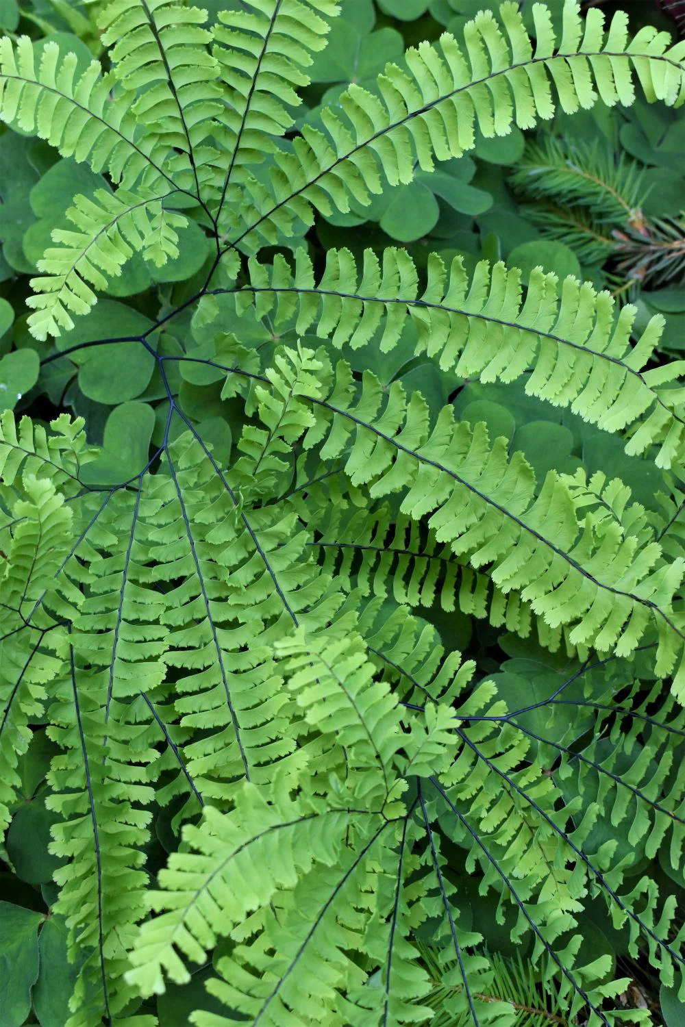 Maidenhair Fern - Image 5