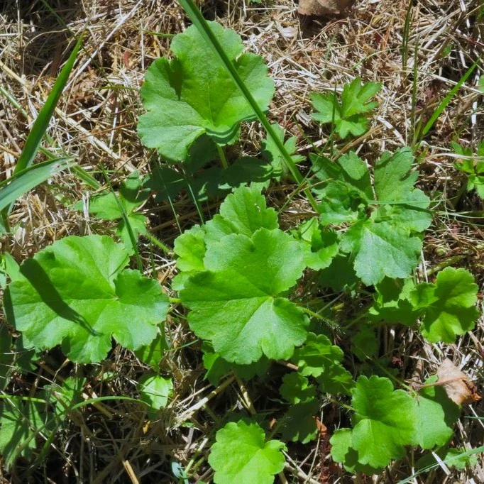 Groundcovers, Grasses and Wildflowers