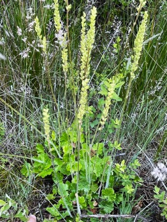 Meadow Alumroot - Image 3