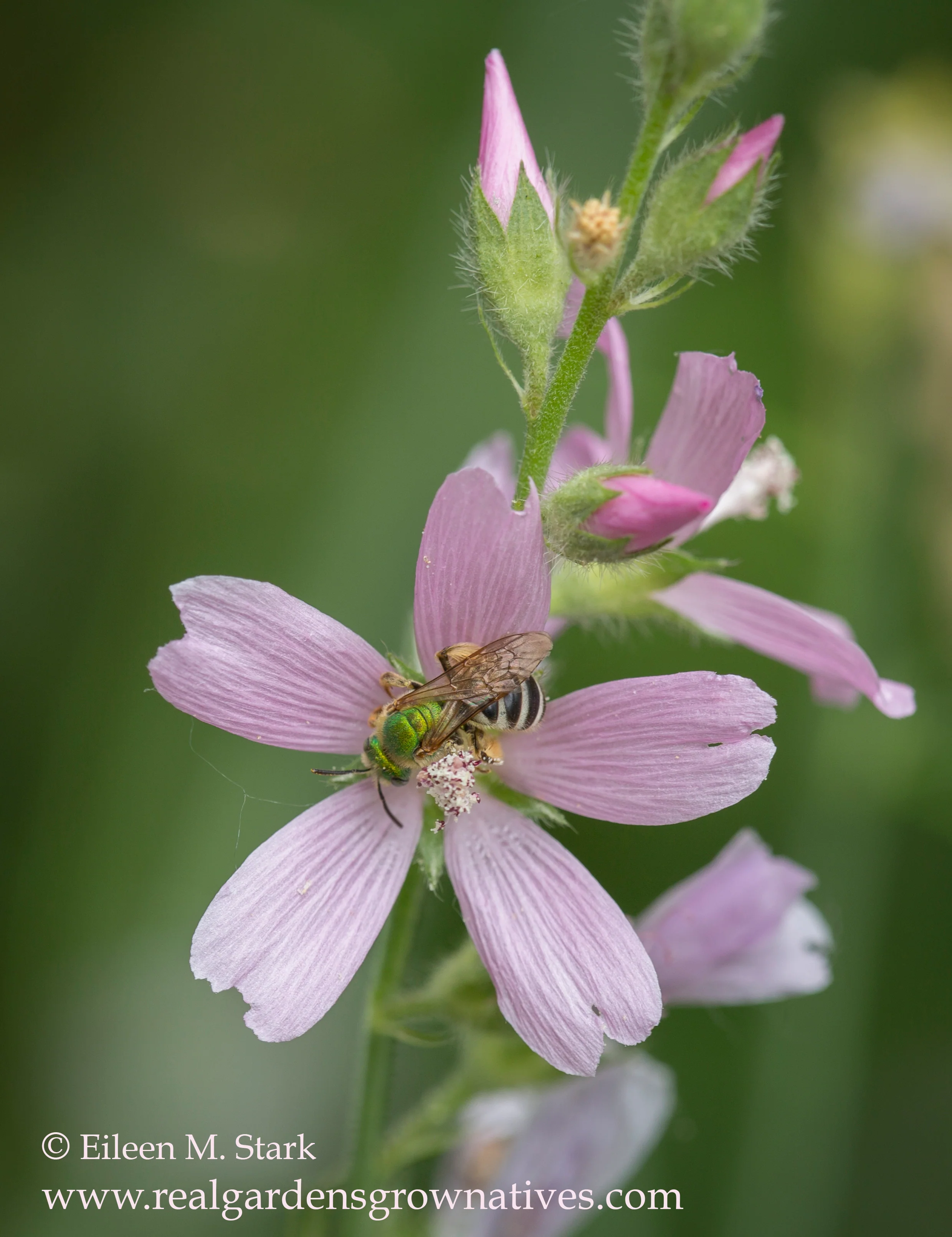 Meadow Checkermallow - Image 4