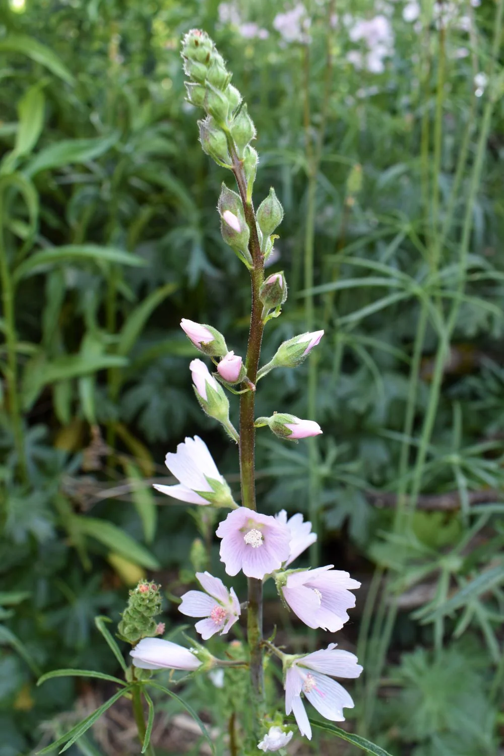 Meadow Checkermallow - Image 5