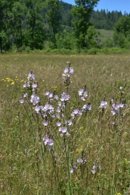 Meadow Checkermallow - Image 6