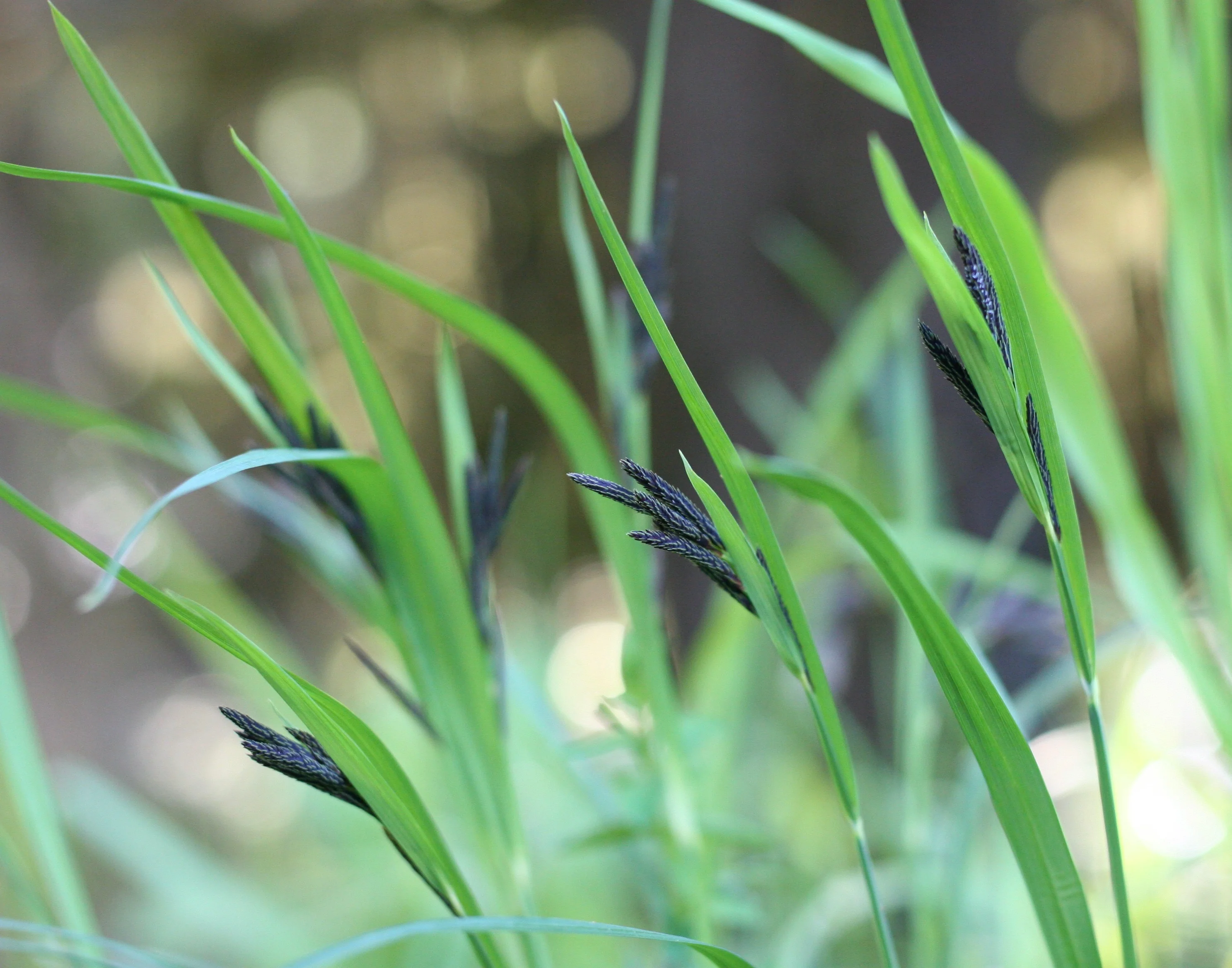Mertens' Sedge - Image 2