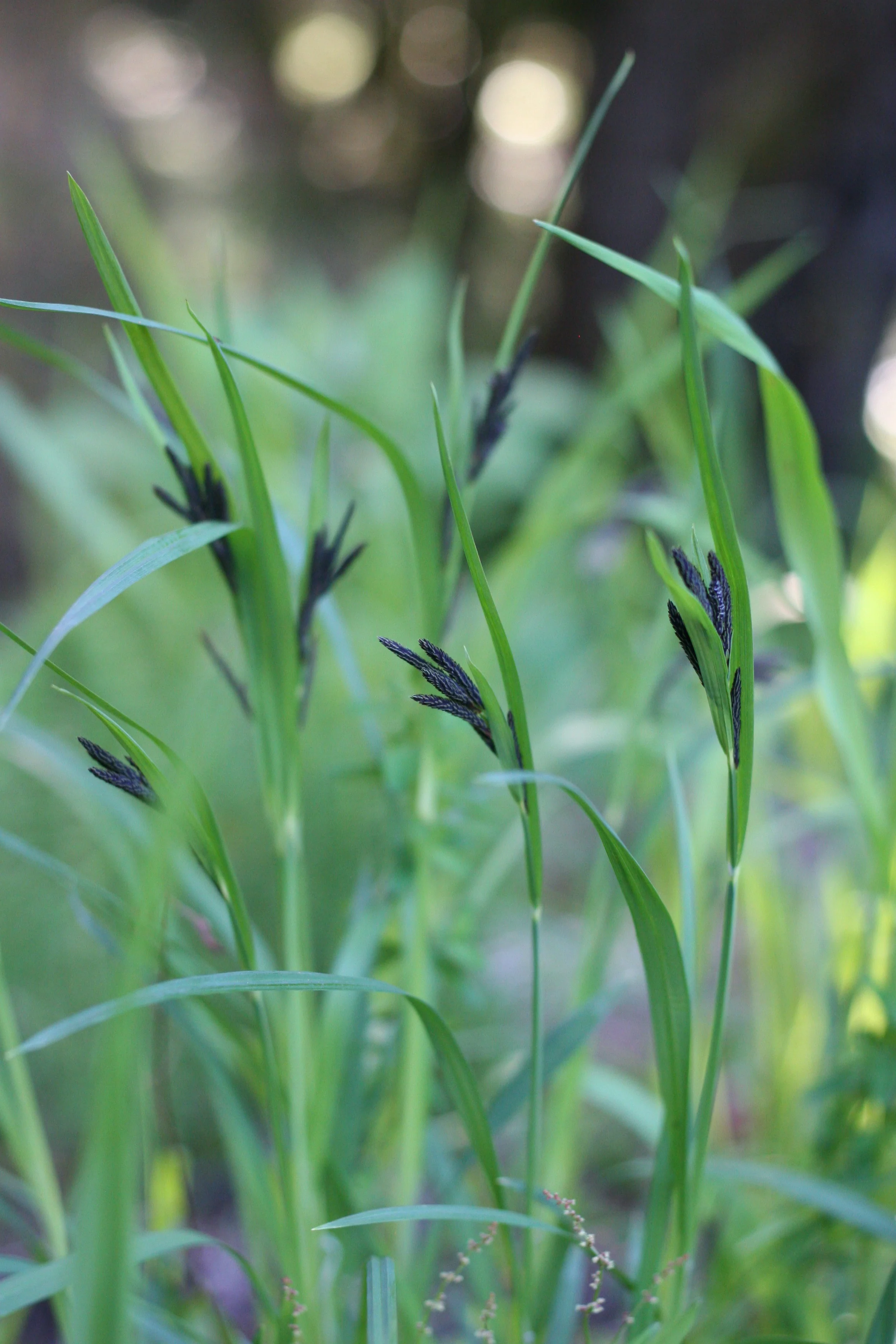 Mertens' Sedge - Image 3