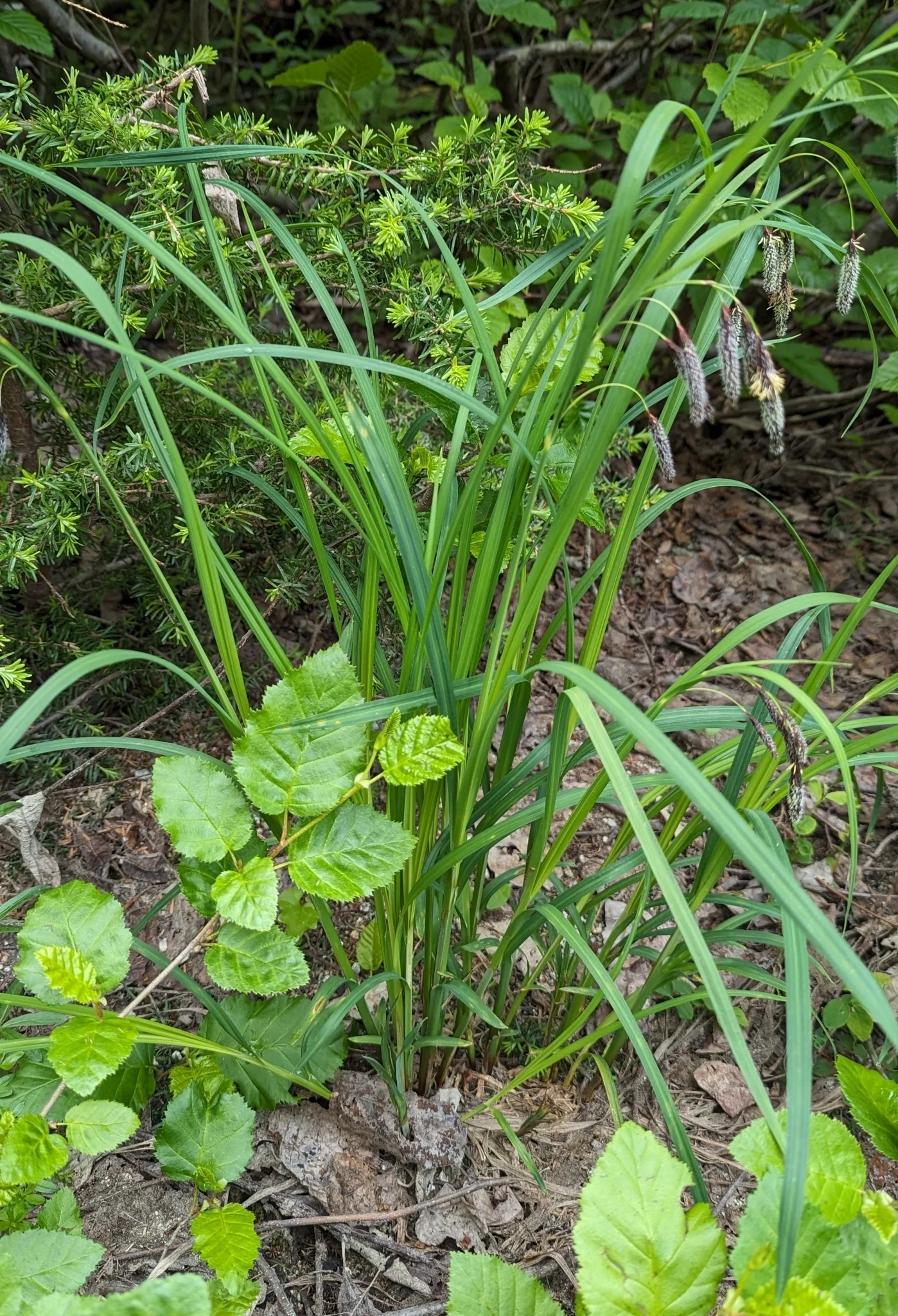 Mertens' Sedge - Image 4