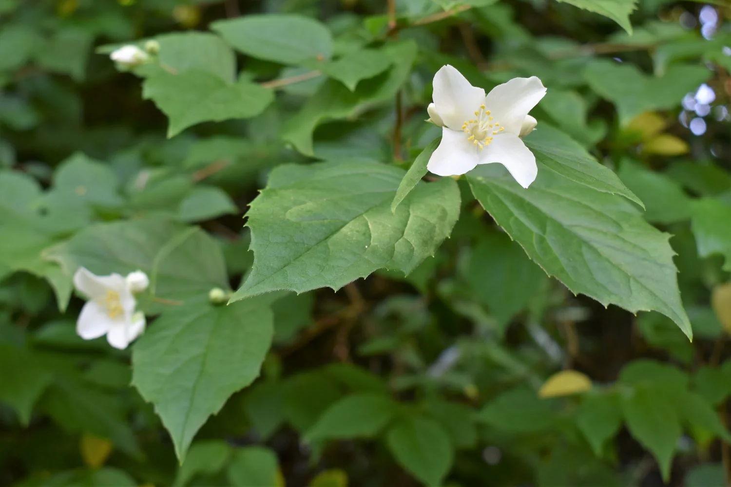 Mock Orange - Image 3
