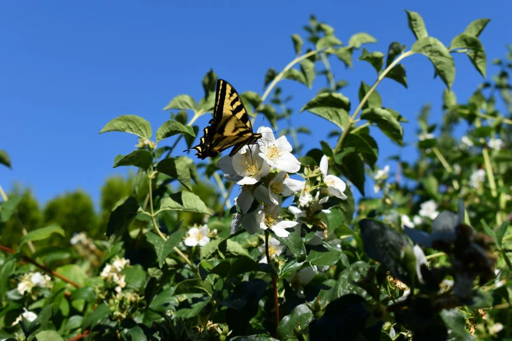 Mock Orange - Image 4