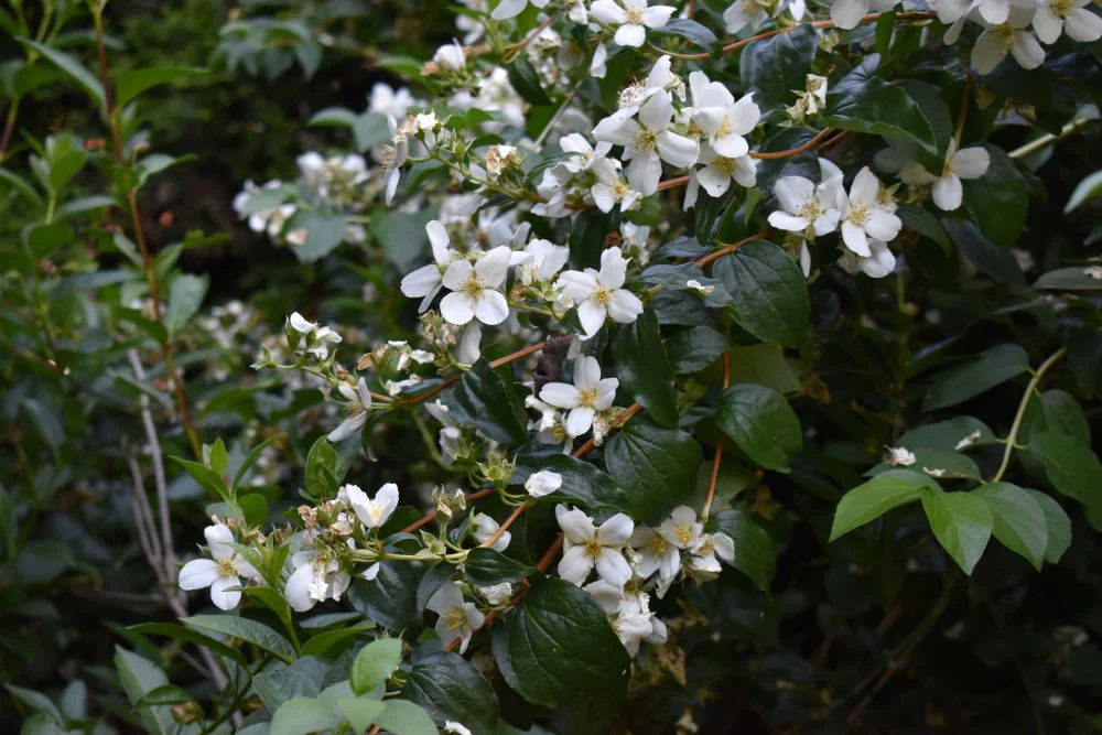 Mock Orange - Image 6