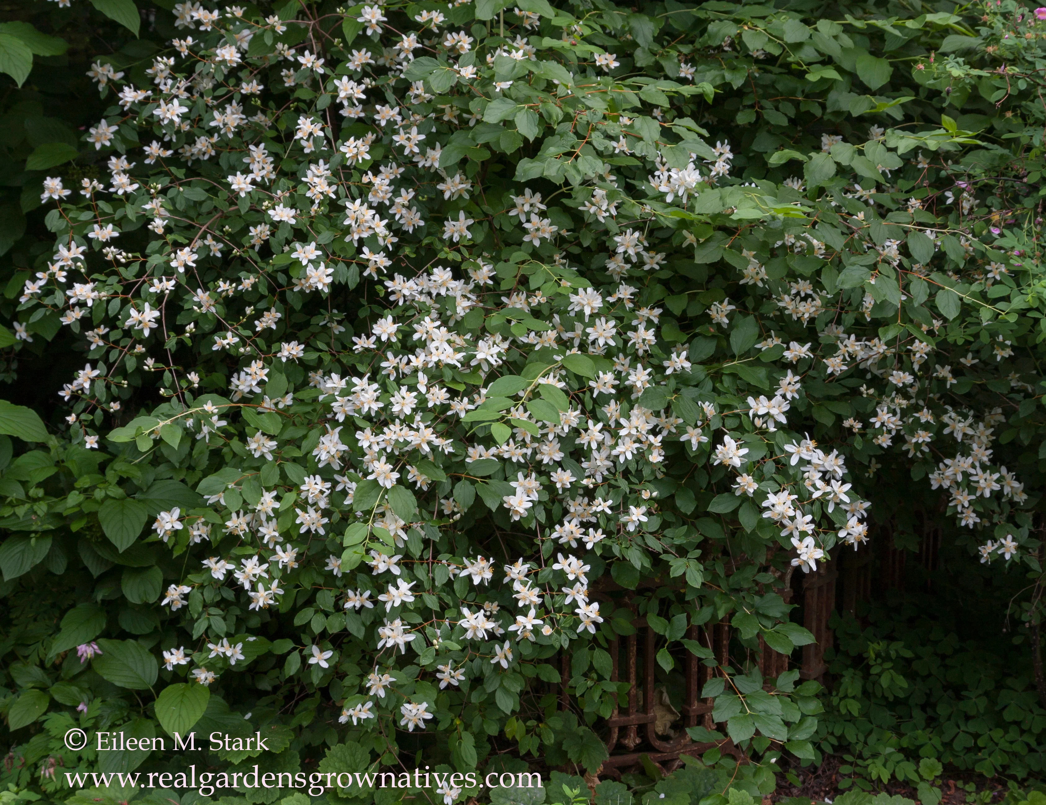 Mock Orange - Image 7