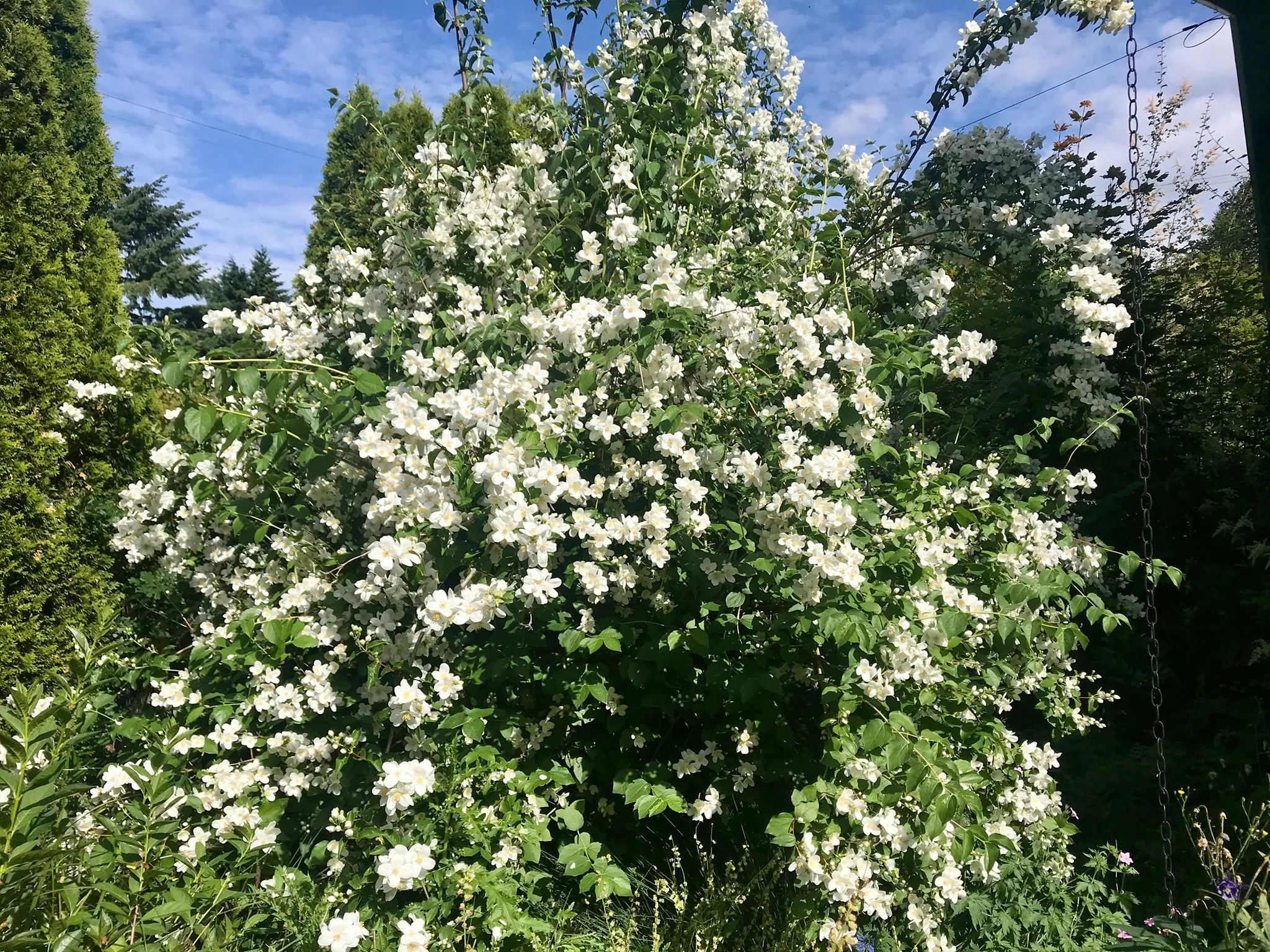 Mock Orange - Image 8