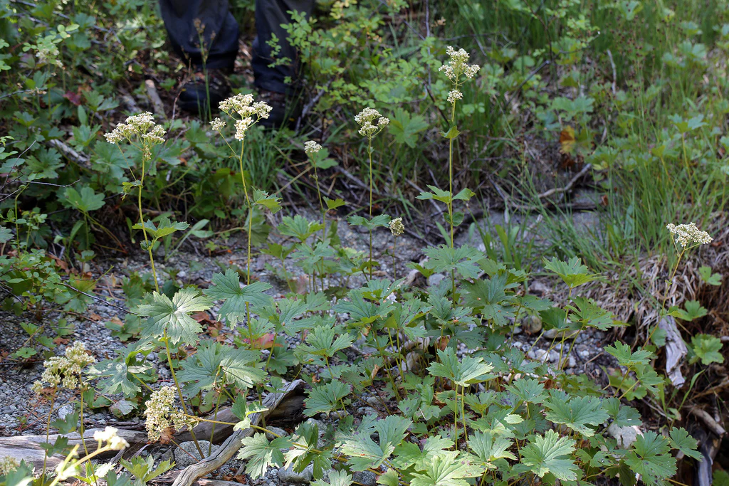 Mountain Boykinia - Image 6