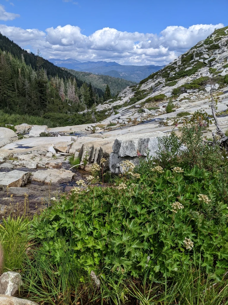 Mountain Boykinia - Image 7