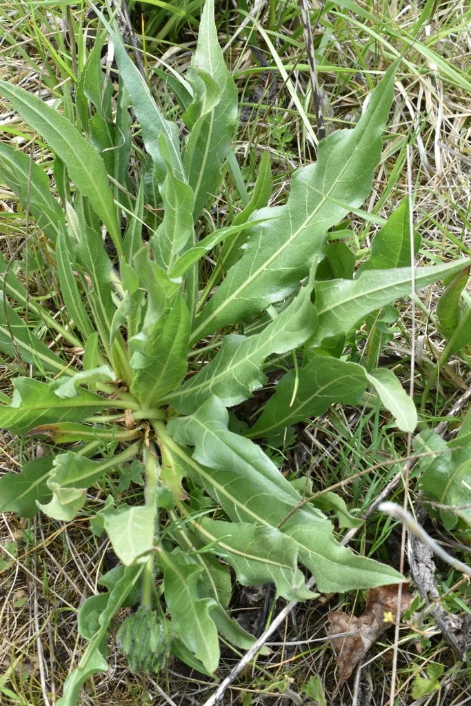 Narrow-leaved Mule's Ear - Image 2