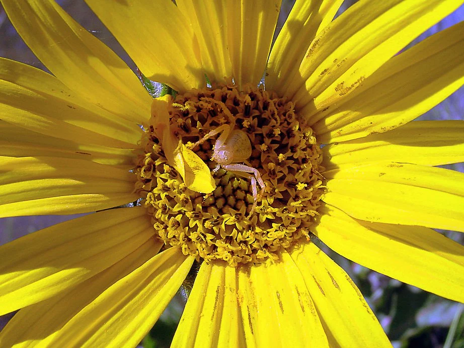 Narrow-leaved Mule's Ear - Image 3