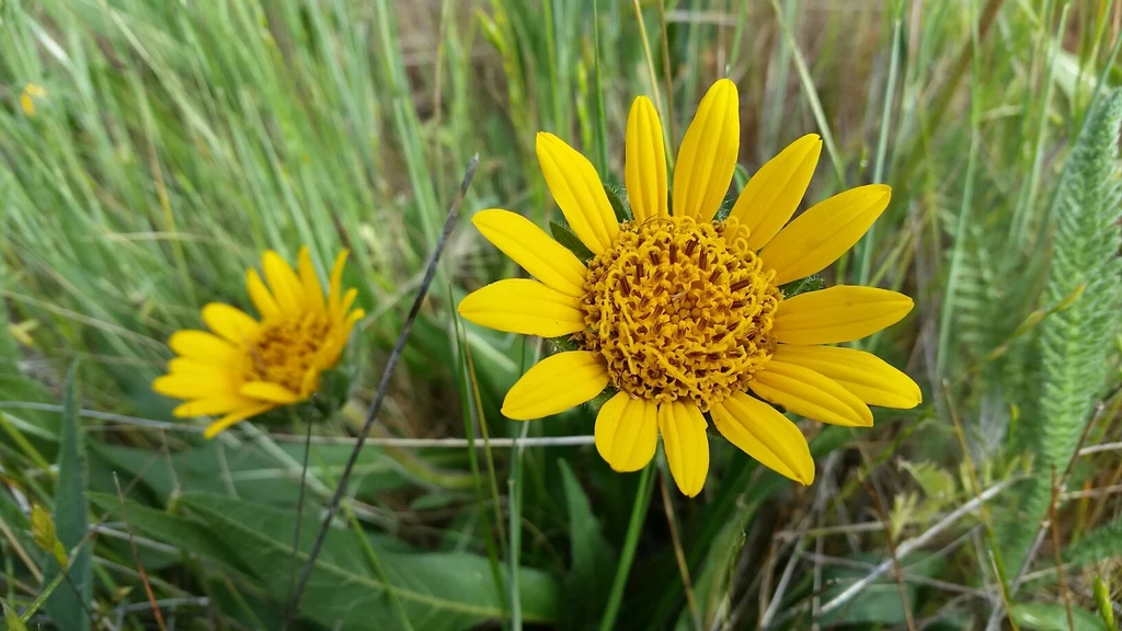 Narrow-leaved Mule's Ear - Image 4