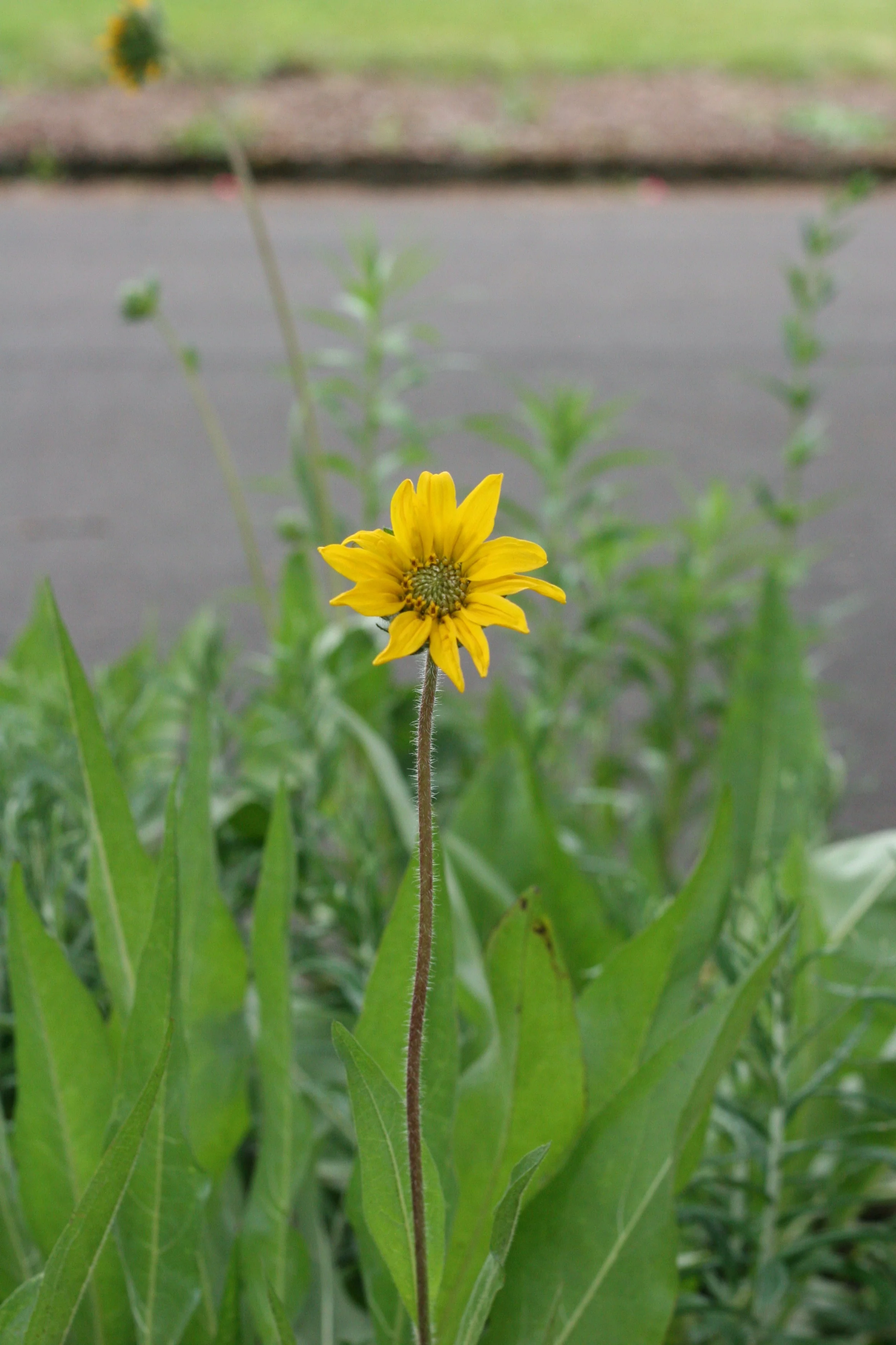 Narrow-leaved Mule's Ear - Image 5
