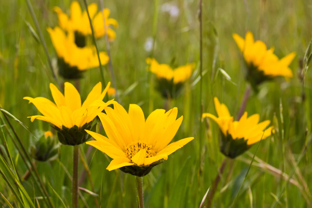 Narrow-leaved Mule's Ear - Image 6