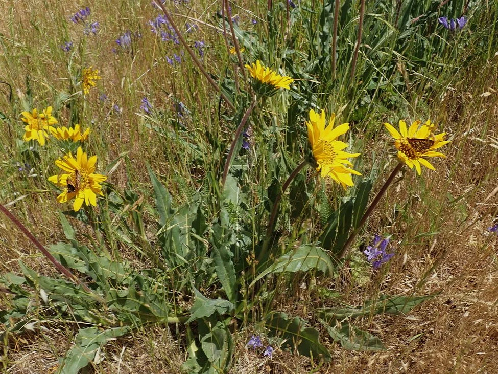 Narrow-leaved Mule's Ear - Image 7