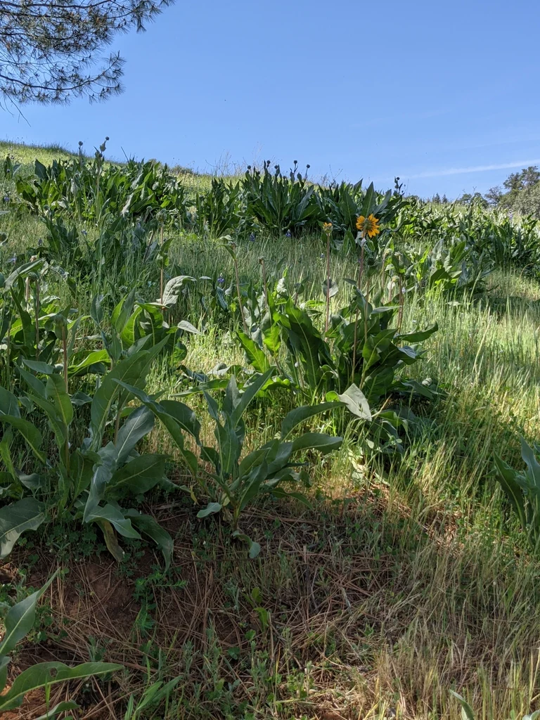 Narrow-leaved Mule's Ear - Image 8