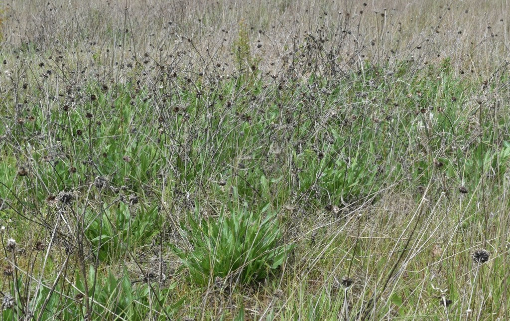 Narrow-leaved Mule's Ear - Image 9