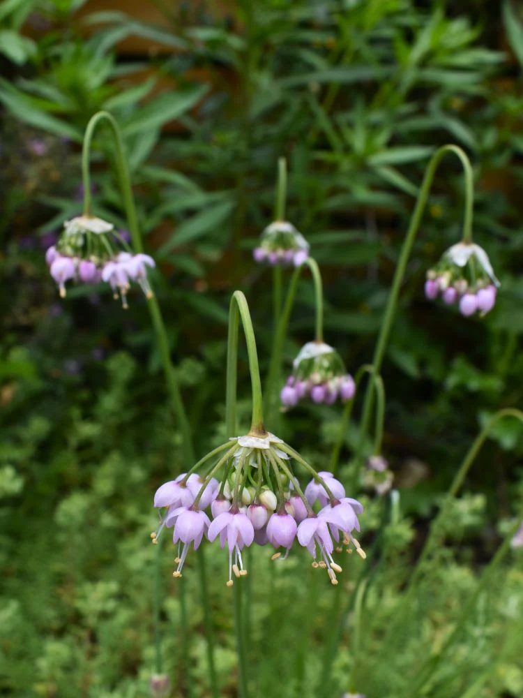 Nodding Onion - Image 2