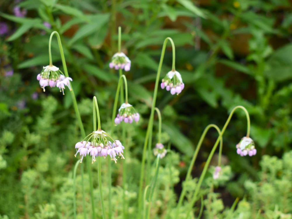 Nodding Onion - Image 3