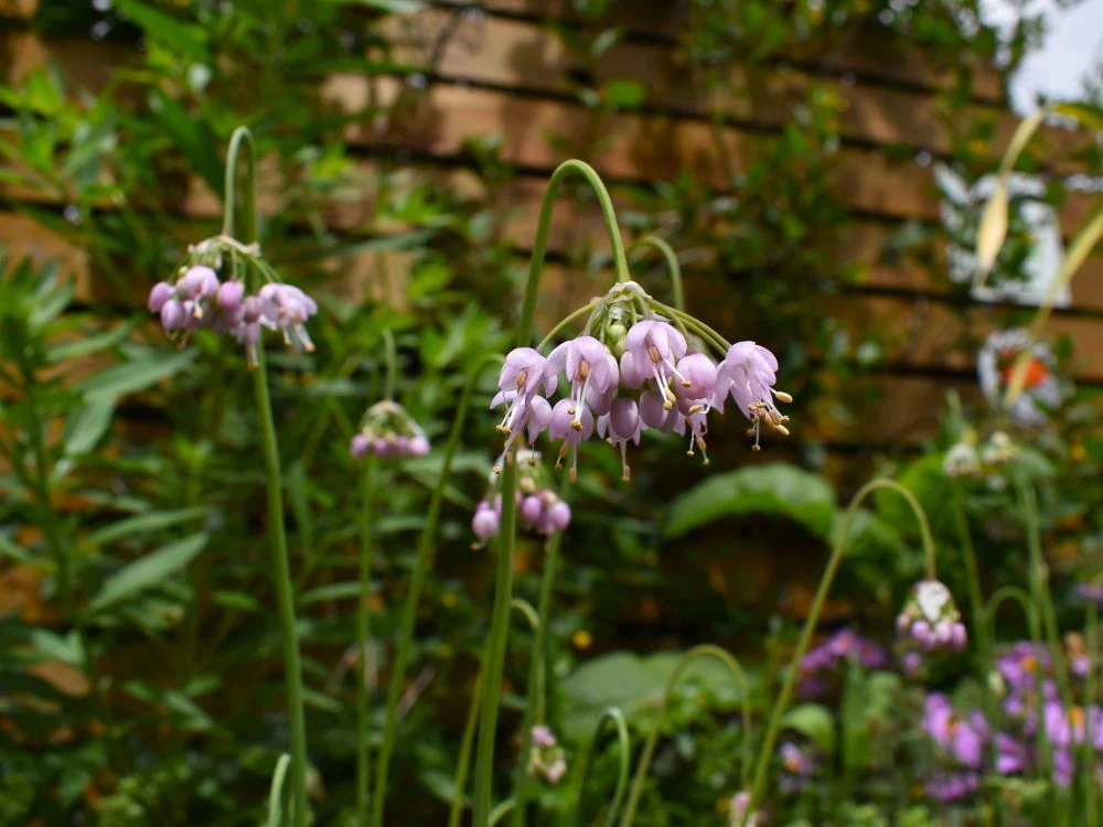 Nodding Onion - Image 4