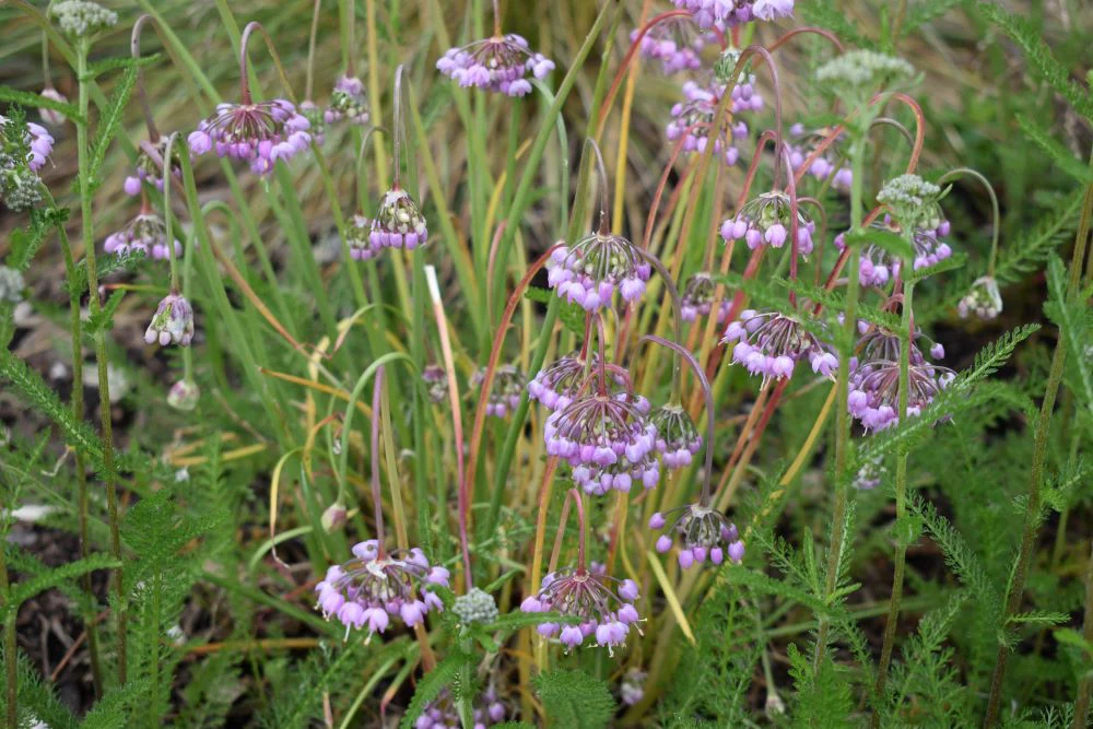 Nodding Onion - Image 5