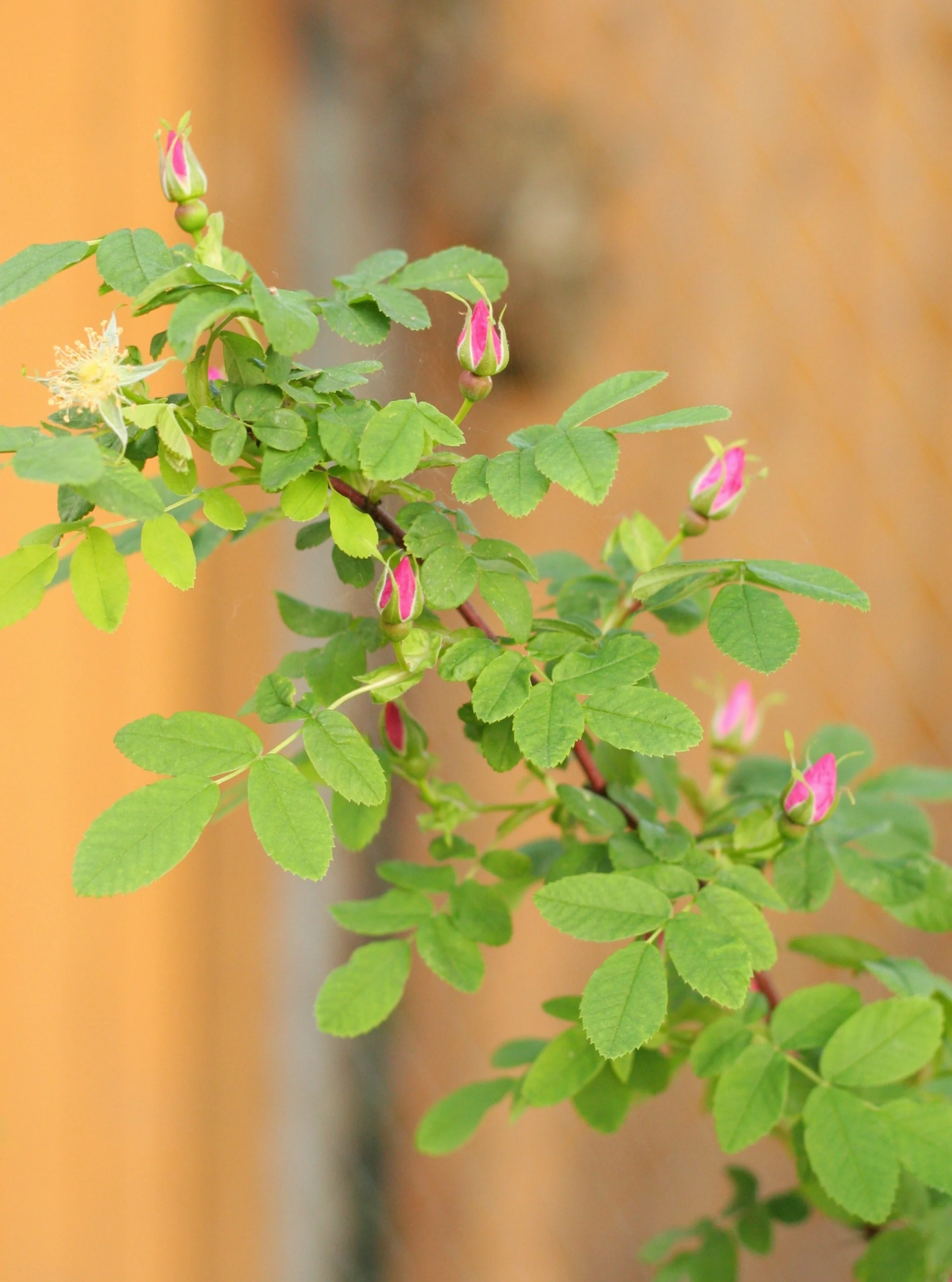Nootka Rose - Image 2