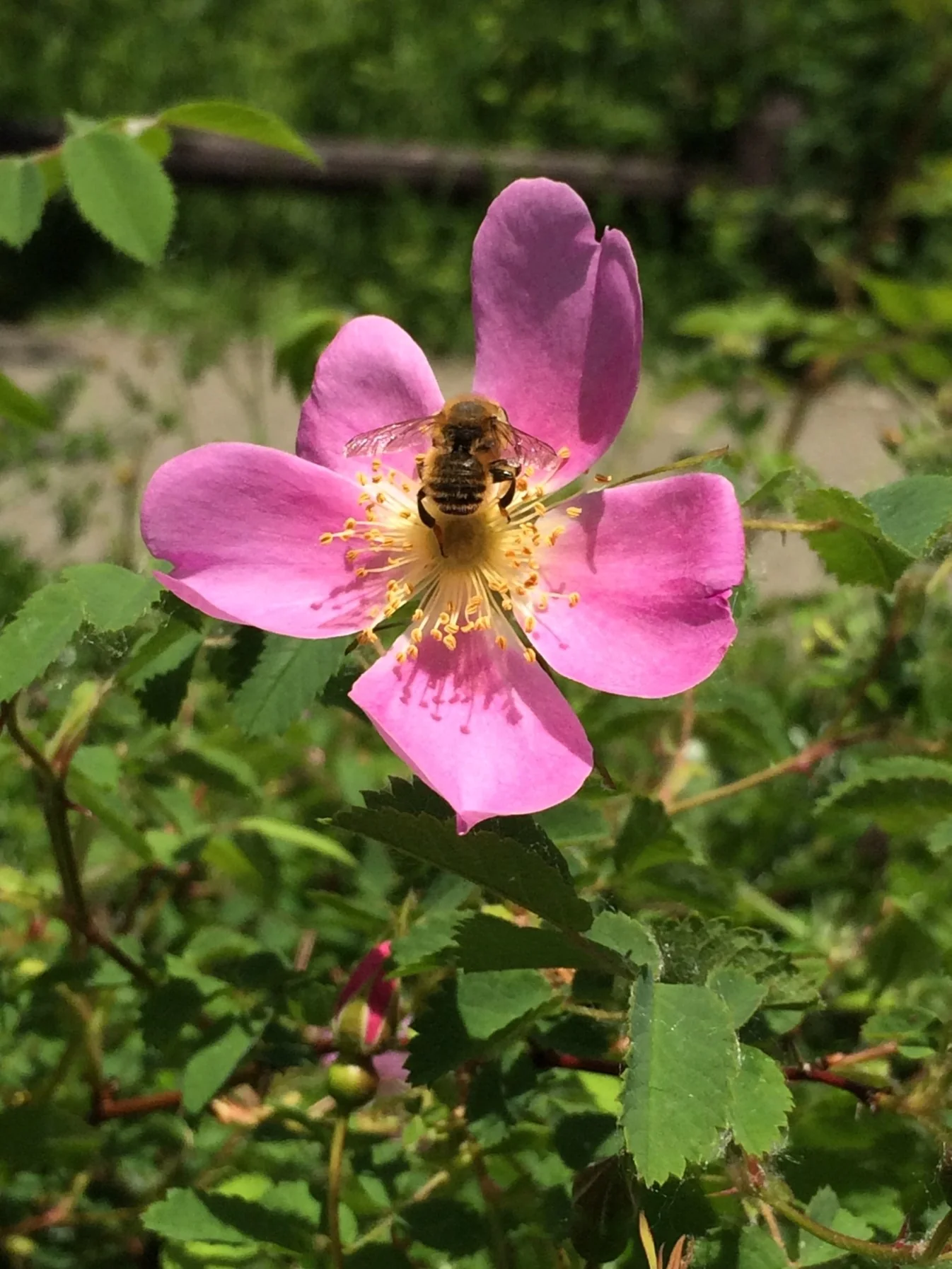 Nootka Rose - Image 3