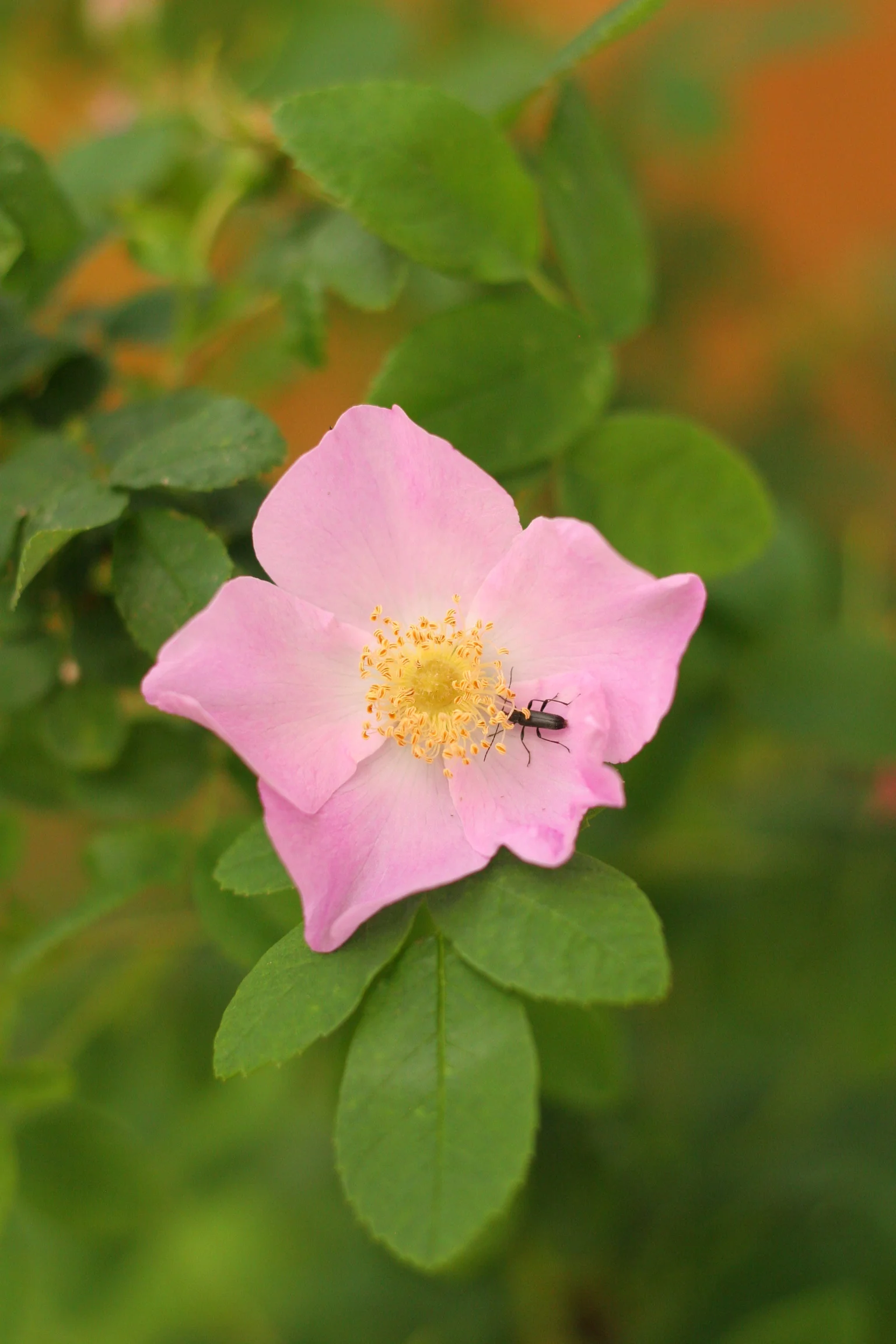 Nootka Rose - Image 4