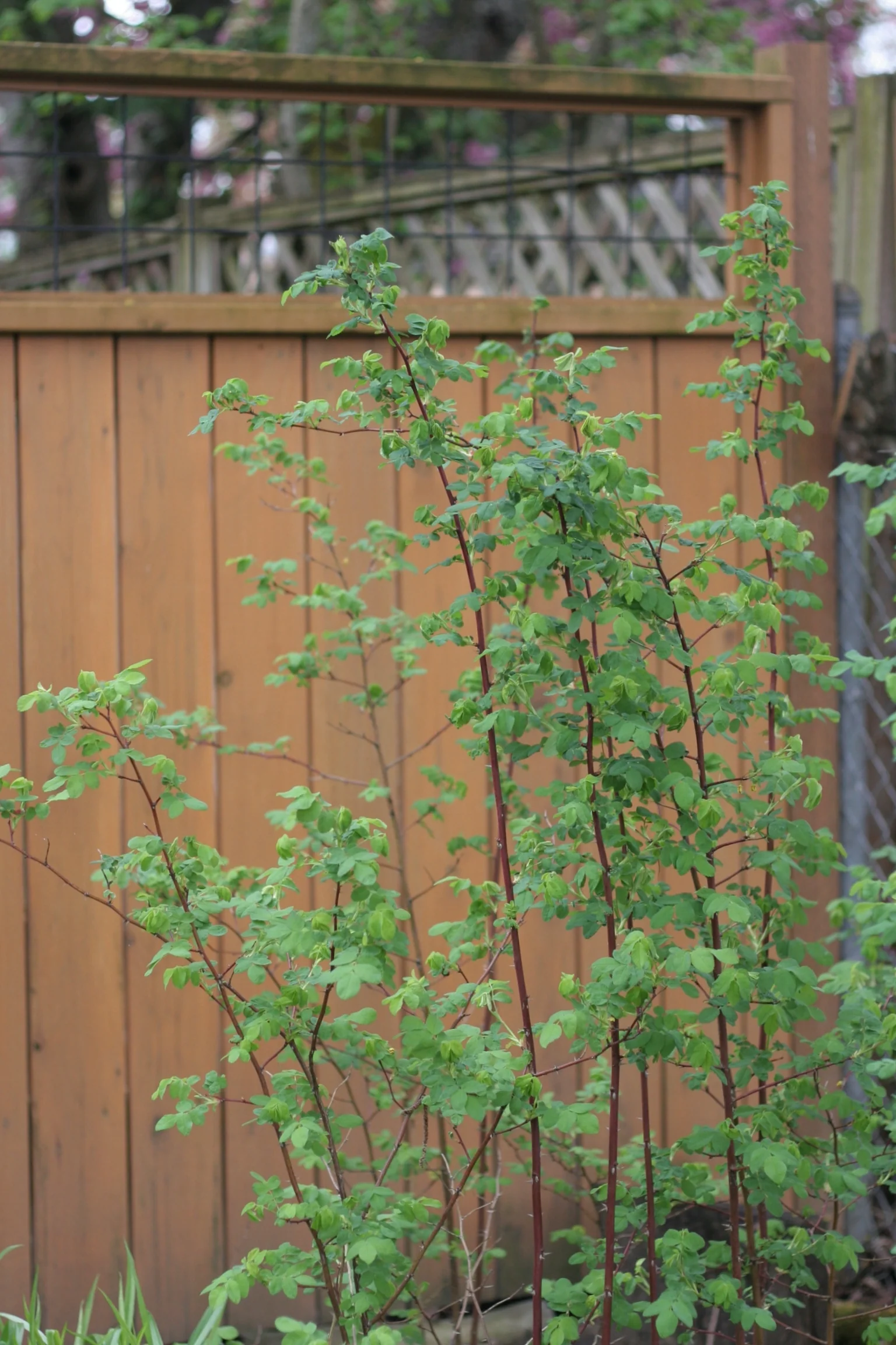 Nootka Rose - Image 5