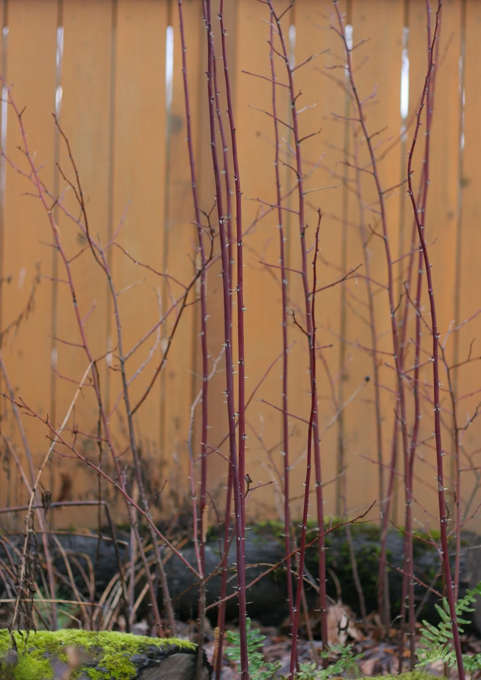 Nootka Rose - Image 6
