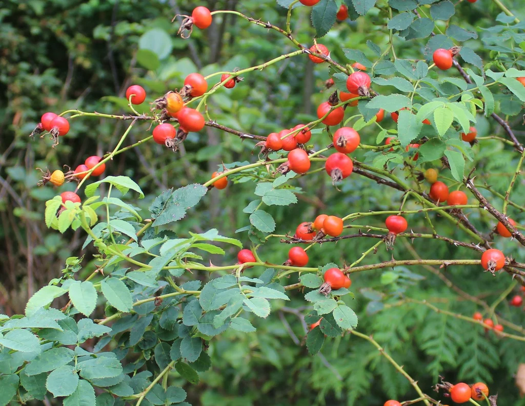 Nootka Rose - Image 7
