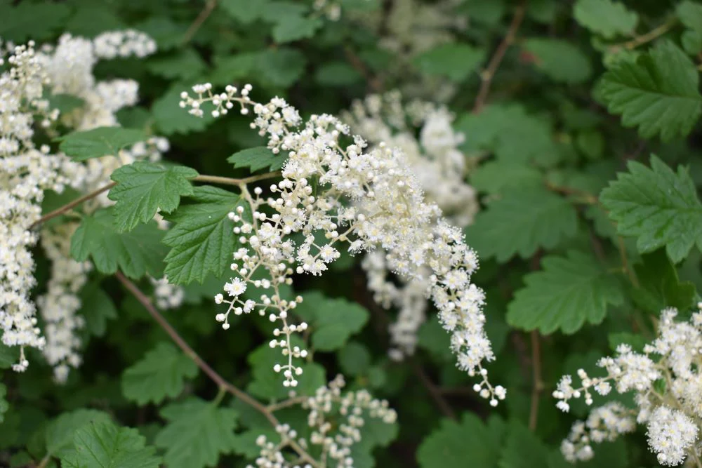 Oceanspray - Image 2