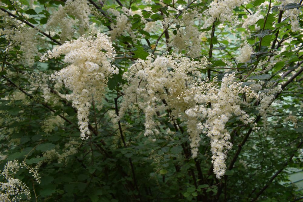 Oceanspray - Image 3