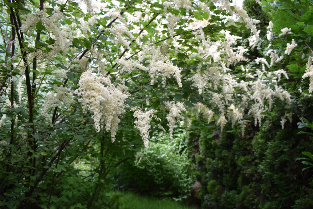 Oceanspray - Image 5