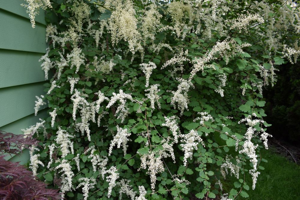 Oceanspray - Image 7
