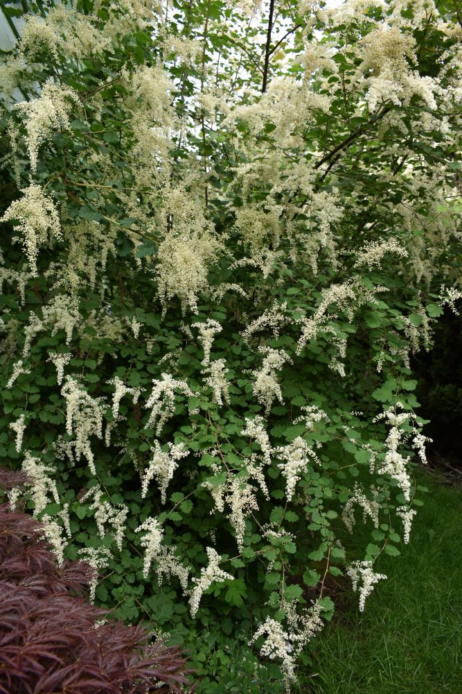 Oceanspray - Image 8