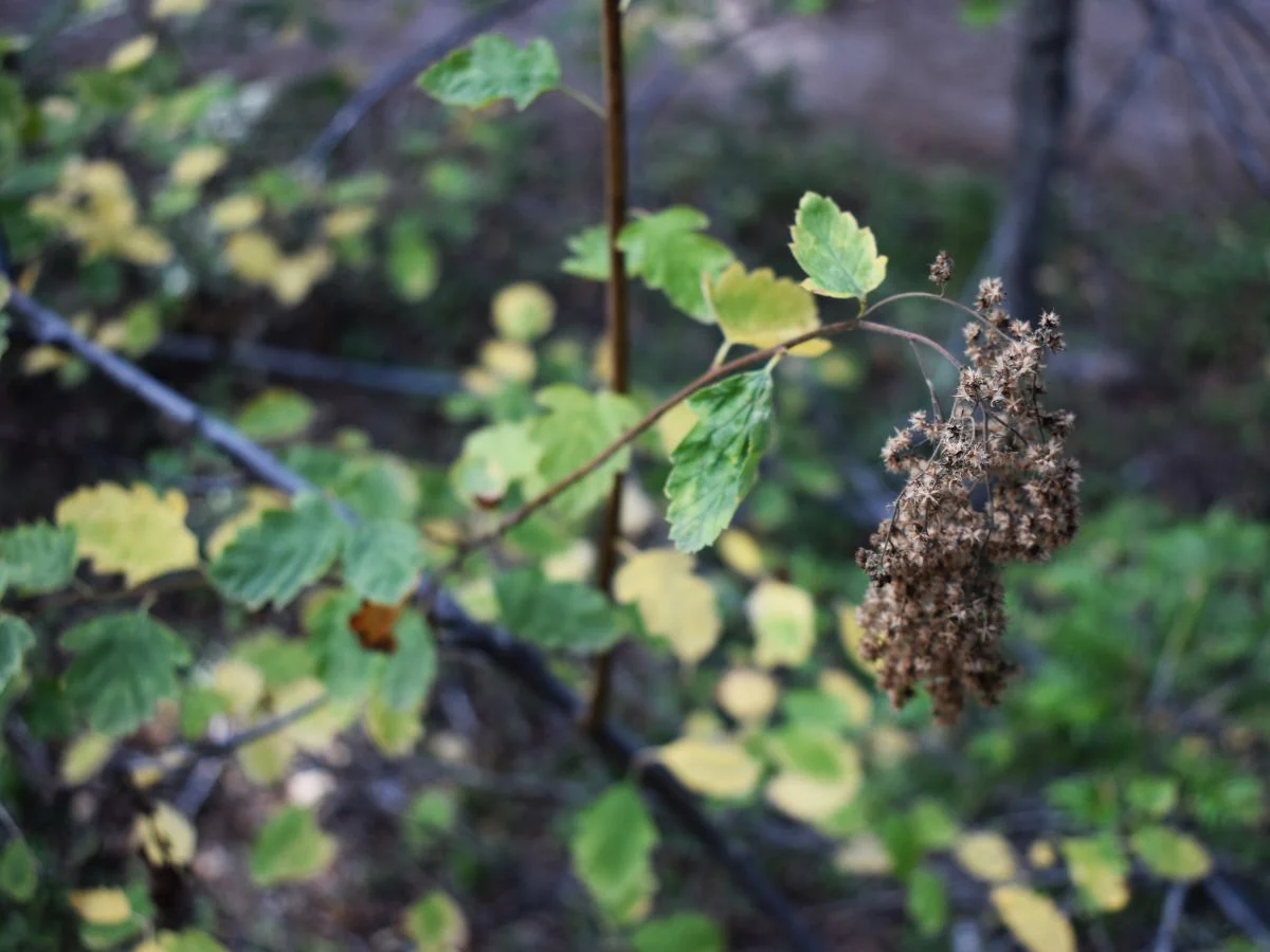 Oceanspray - Image 9